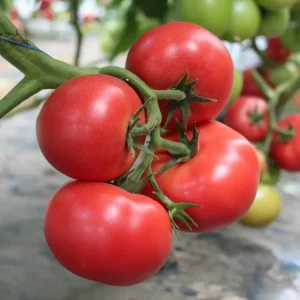 Томат Наргіза F1 (Rijk Zwaan) 100 насінин