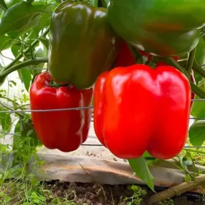 Перець Ред Дір F1 (Clause) 1000 насінин