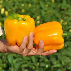 Перець Спрінгбокс F1 (Clause) 500 насінин