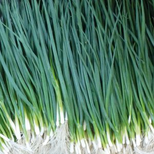 Цибуля на перо Вулкан F1 (Kitano Seeds) 20 грам