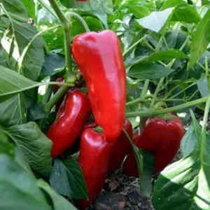 Перець Корнелія F1 (Syngenta) 500 насінин