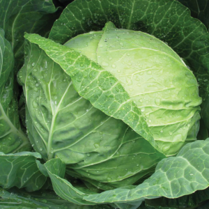 Капуста Парел F1 (Bejo)