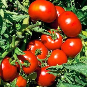 Томат Джокер F1 (Vilmorin)