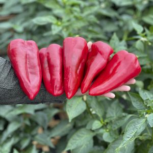 Перець Ред Феррарі F1 (Sakata)