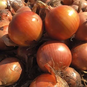 Цибуля Каоба F1 (Enza Zaden) 250 000 насінин