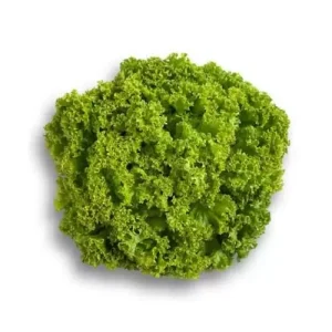 Салат Локарно (Rijk Zwaan) 1 000 драже