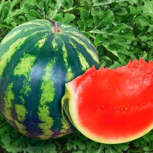 Кавун Кримсон Світ (Innova Seeds)