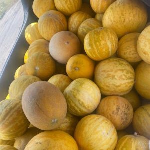 Диня Придністровська