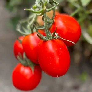 Томат Супрім F1 (Manier Seeds)