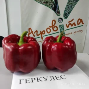 Перець Геркулес F1 (Clause HM)  5г