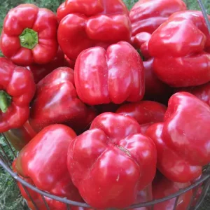 Перець Геркулес F1 (Clause HM)  5г