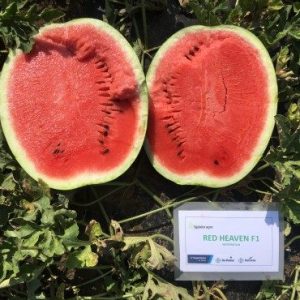 Кавун Ред Хевен F1 (Seminis)  1000 насінин