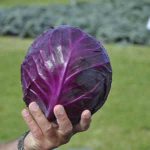 Капуста червоноголова Романов F1 (Спектр) 20 насіння