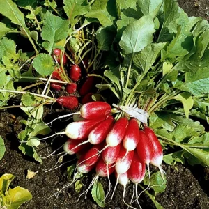 Редиска Французький сніданок  10 г