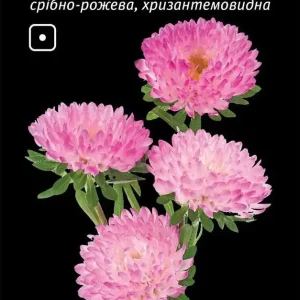 Айстра хризантемовидна аполлонія, срібно-рожева (Leda Agro) 0.2 г
