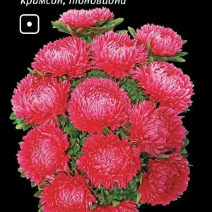 Айстра піоновидна дюшес, кримсон (Leda Agro) 0.2 г