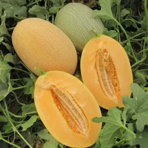 Диня Карьєра F1 (Nunhems)  1000 насінин