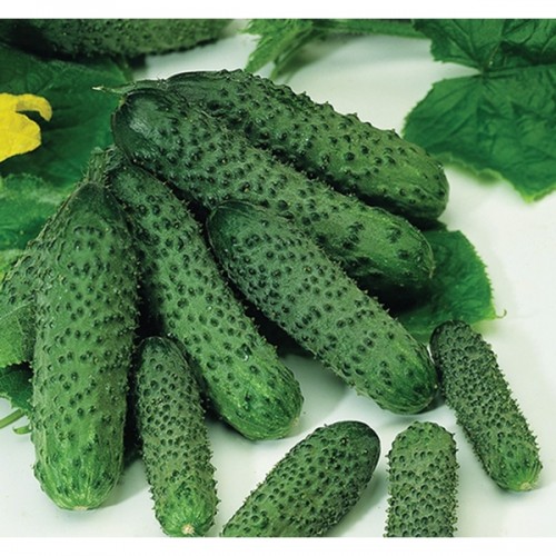 Огірок Пасалімо F1 (Syngenta)